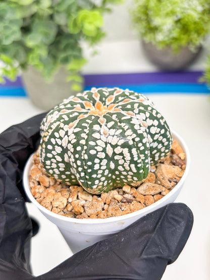 Astrophytum V-type Star Shape (t3) (p7) | 3" Pot