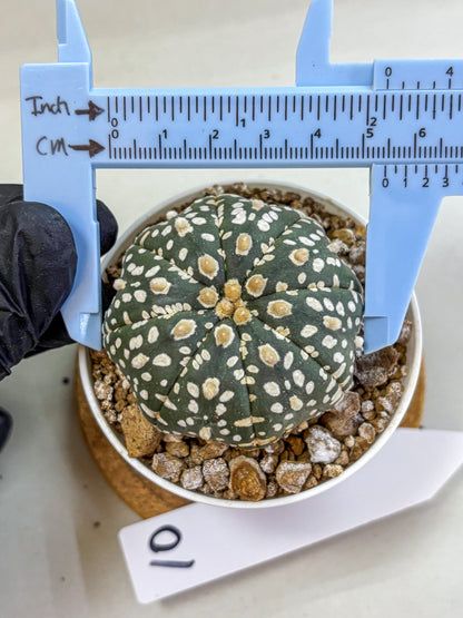 Astrophytum Super Kabuto (at1) (10) | Collection Plant | Rare Cactus