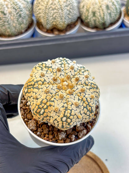 Astrophytum V Type (at4) (10) | Star Cactus
