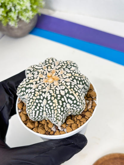 Astrophytum Star Shape (at2) (y7) | Rare Cactus