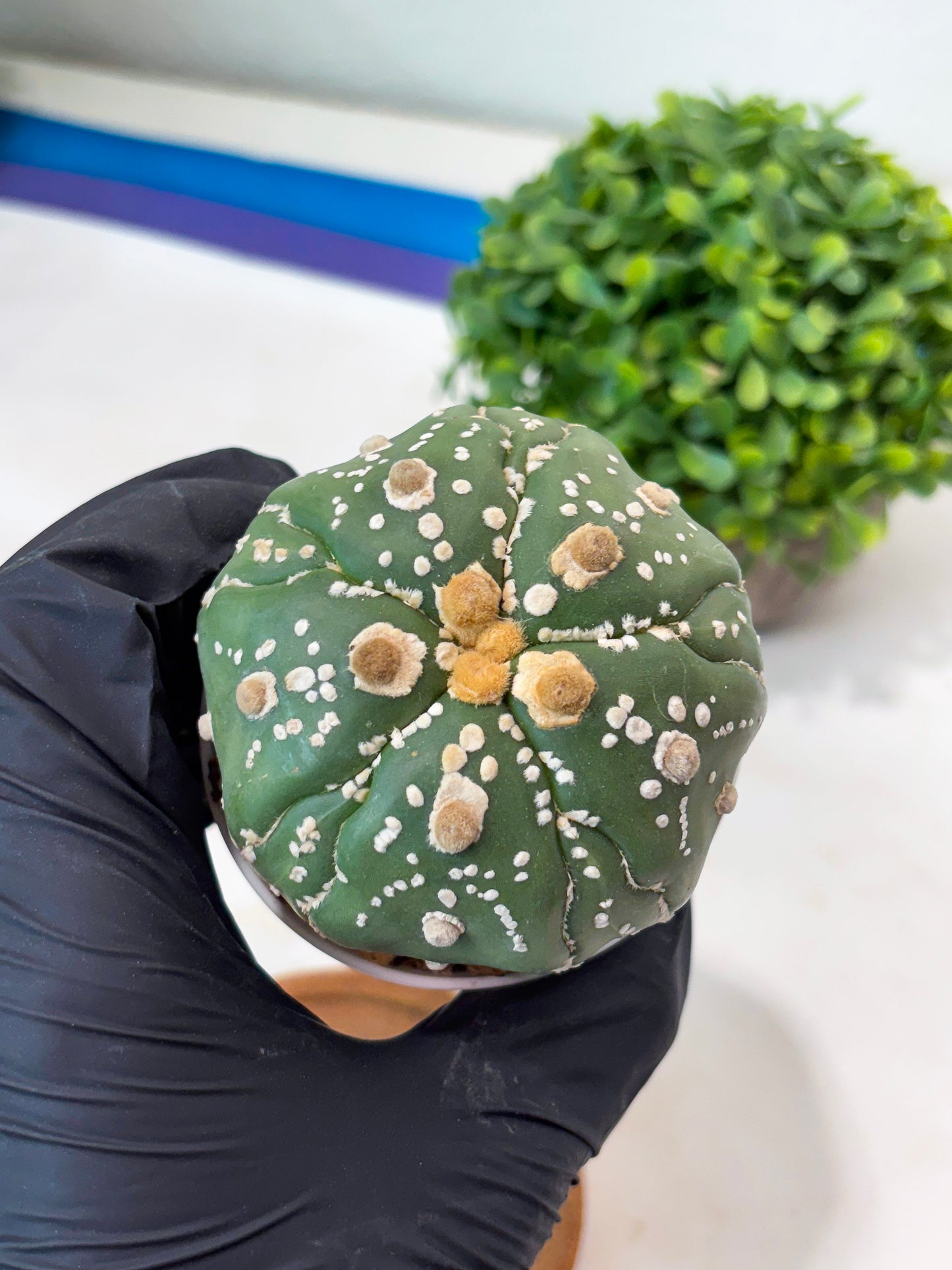 Astrophytum 5-Rib (t10) (p1) | Imported From Japan/korea