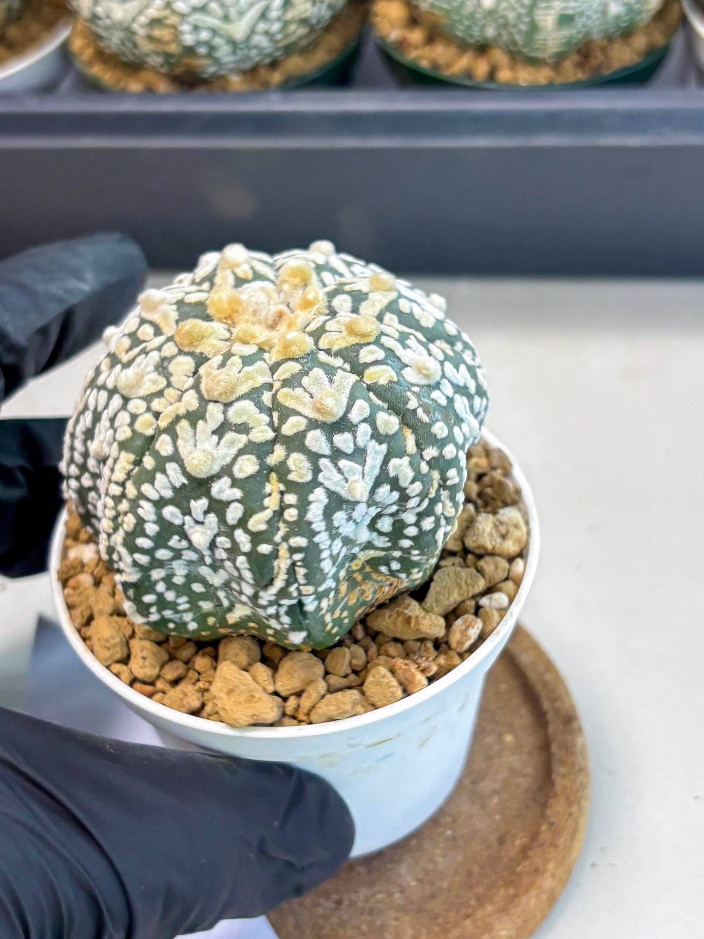 Astrophytum V-Type (at6) (r2) | Rare Star Cactus