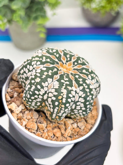 Astrophytum V-type Star Shape (t3) (p7) | 3" Pot