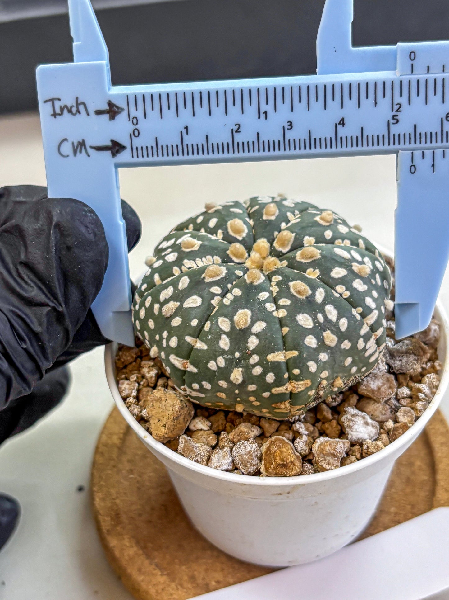 Astrophytum Super Kabuto (at1) (10) | Collection Plant | Rare Cactus