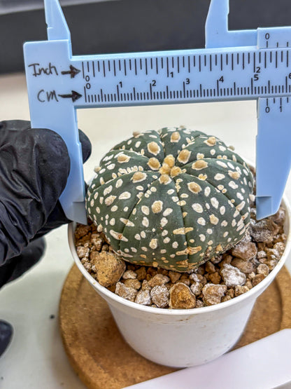 Astrophytum Super Kabuto (at1) (10) | Collection Plant | Rare Cactus