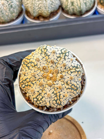 Astrophytum V Type (at4) (10) | Star Cactus
