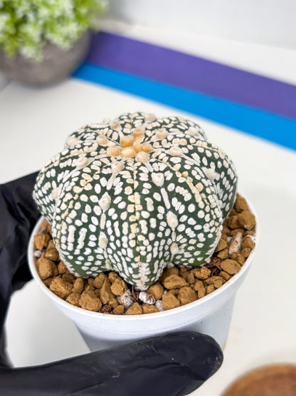 Astrophytum Star Shape (at2) (y7) | Rare Cactus