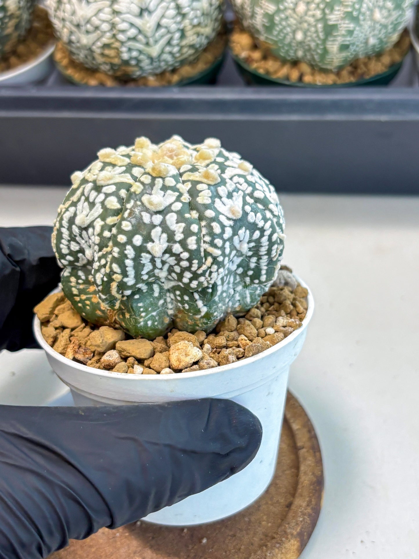 Astrophytum V-Type (at6) (r2) | Rare Star Cactus