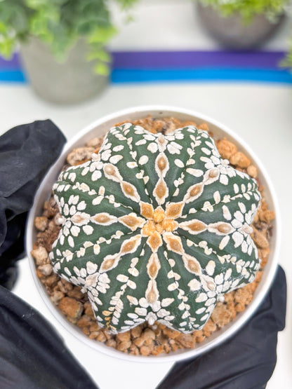 Astrophytum V-type Star Shape (t3) (p7) | 3" Pot