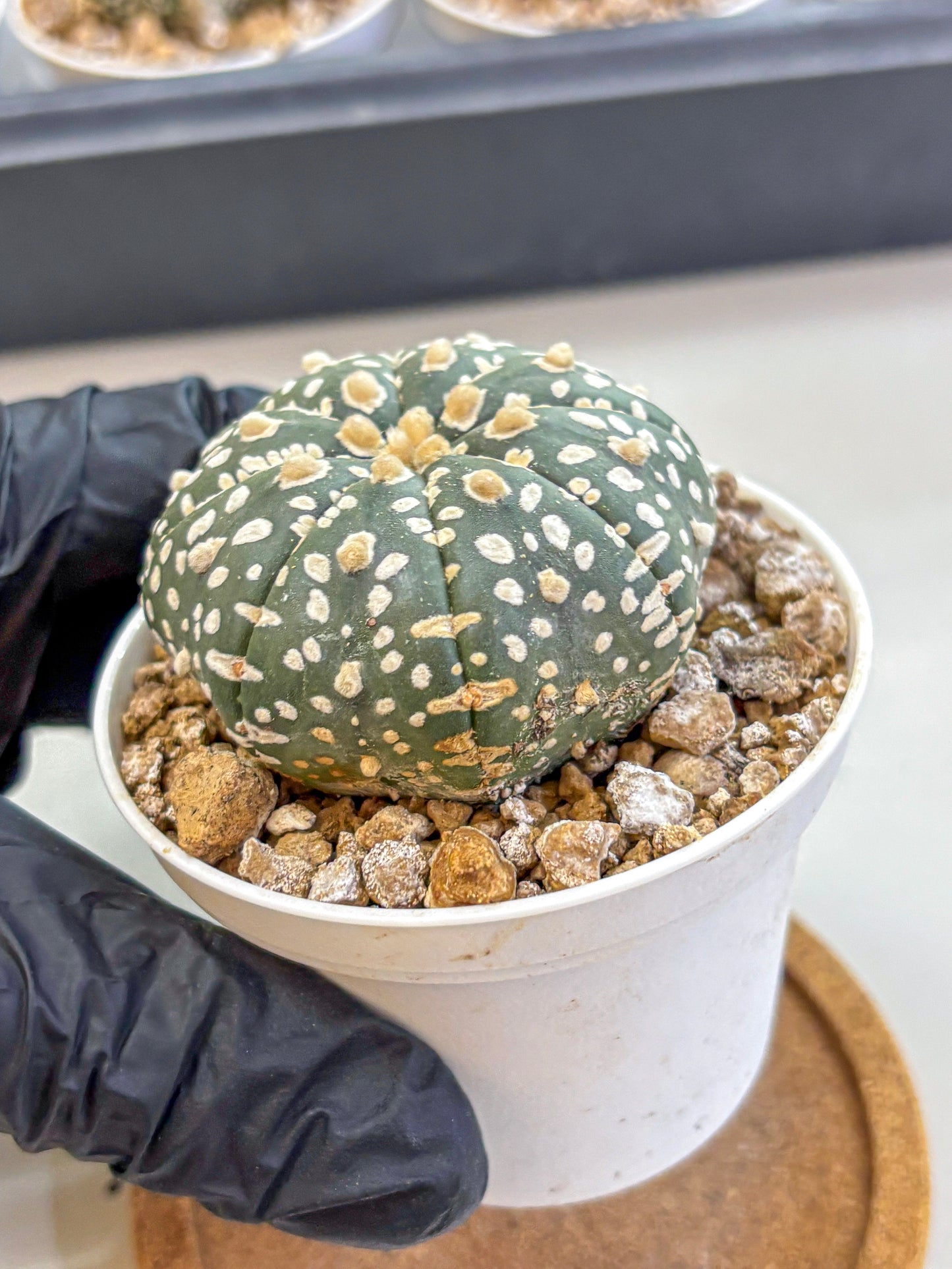 Astrophytum Super Kabuto (at1) (10) | Collection Plant | Rare Cactus