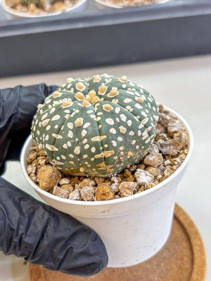Astrophytum Super Kabuto (at1) (10) | Collection Plant | Rare Cactus