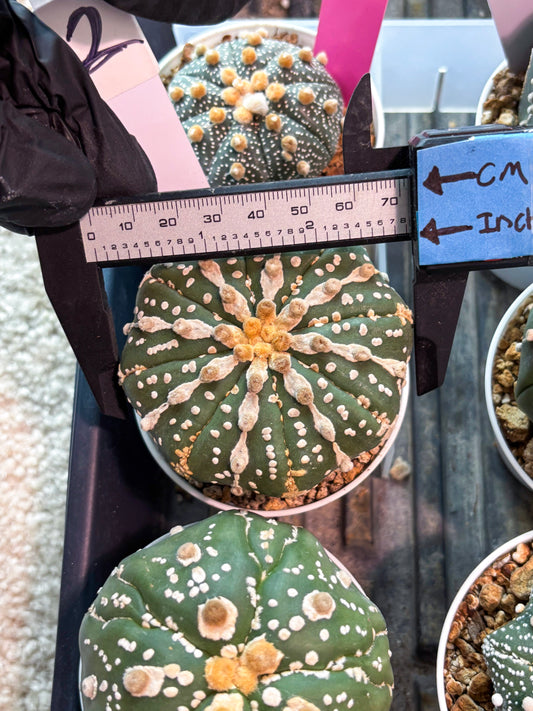 Astrophytum 5-Rib (t10) (p2) | Imported From Japan/korea