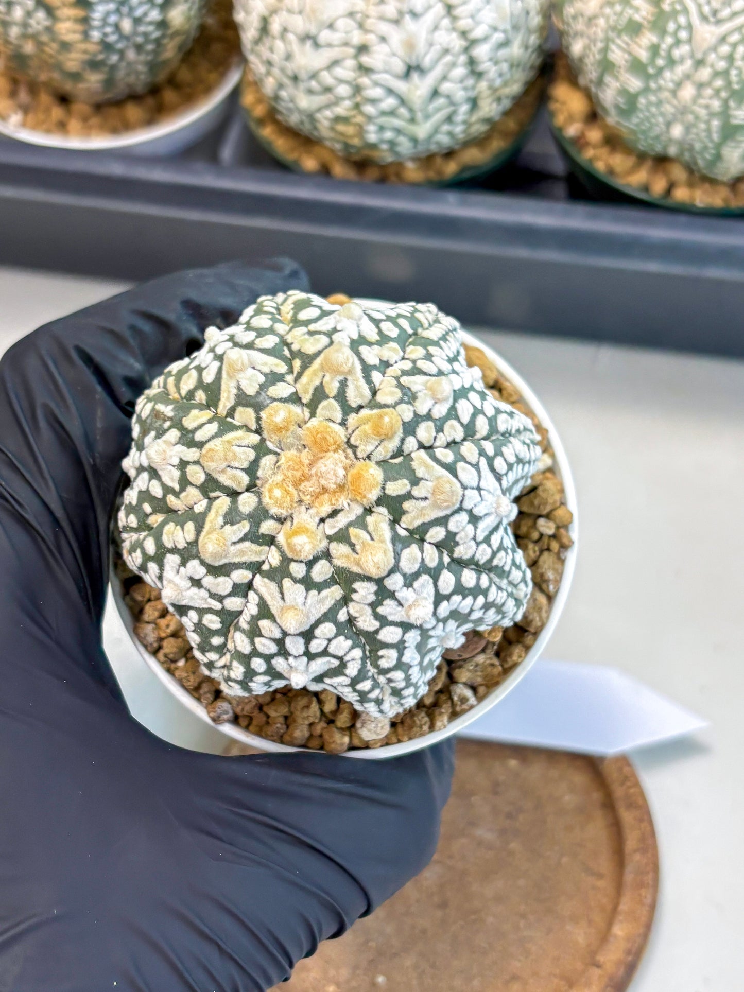 Astrophytum V-Type (at6) (r2) | Rare Star Cactus