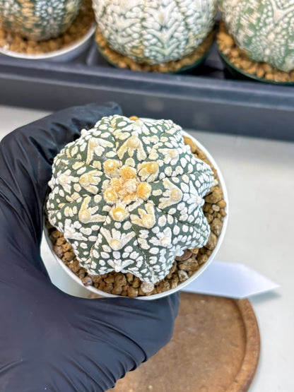 Astrophytum V-Type (at6) (r2) | Rare Star Cactus