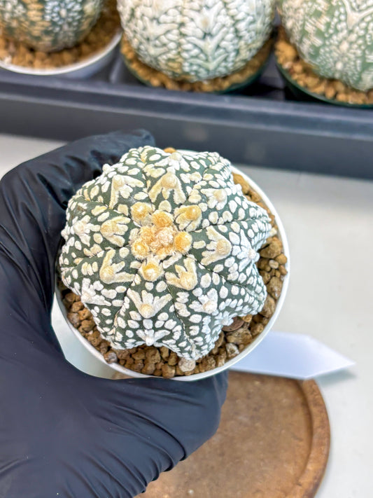 Astrophytum V-Type (at6) (r2) | Rare Star Cactus