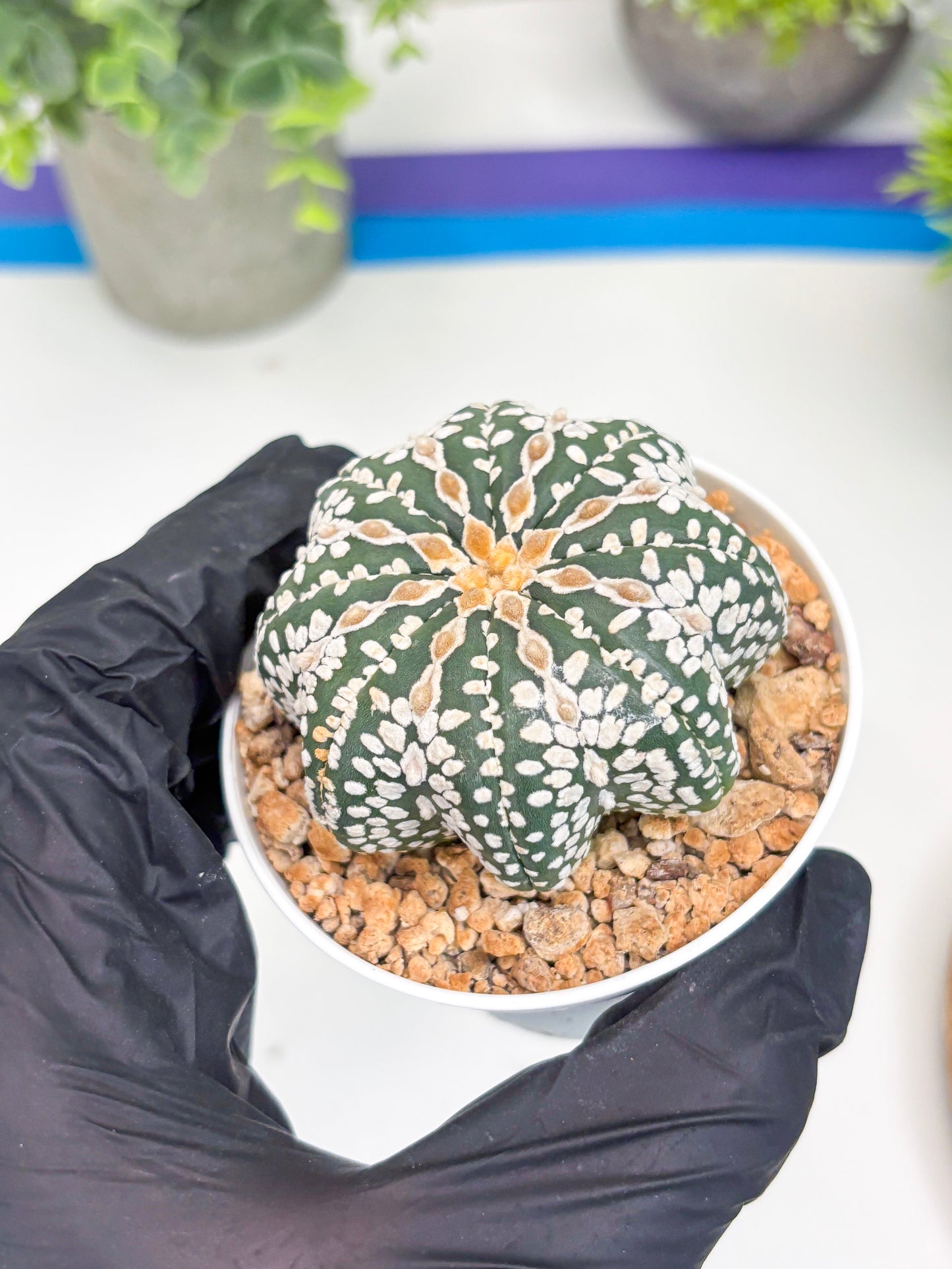 Astrophytum V-type Star Shape (t3) (p7) | 3" Pot