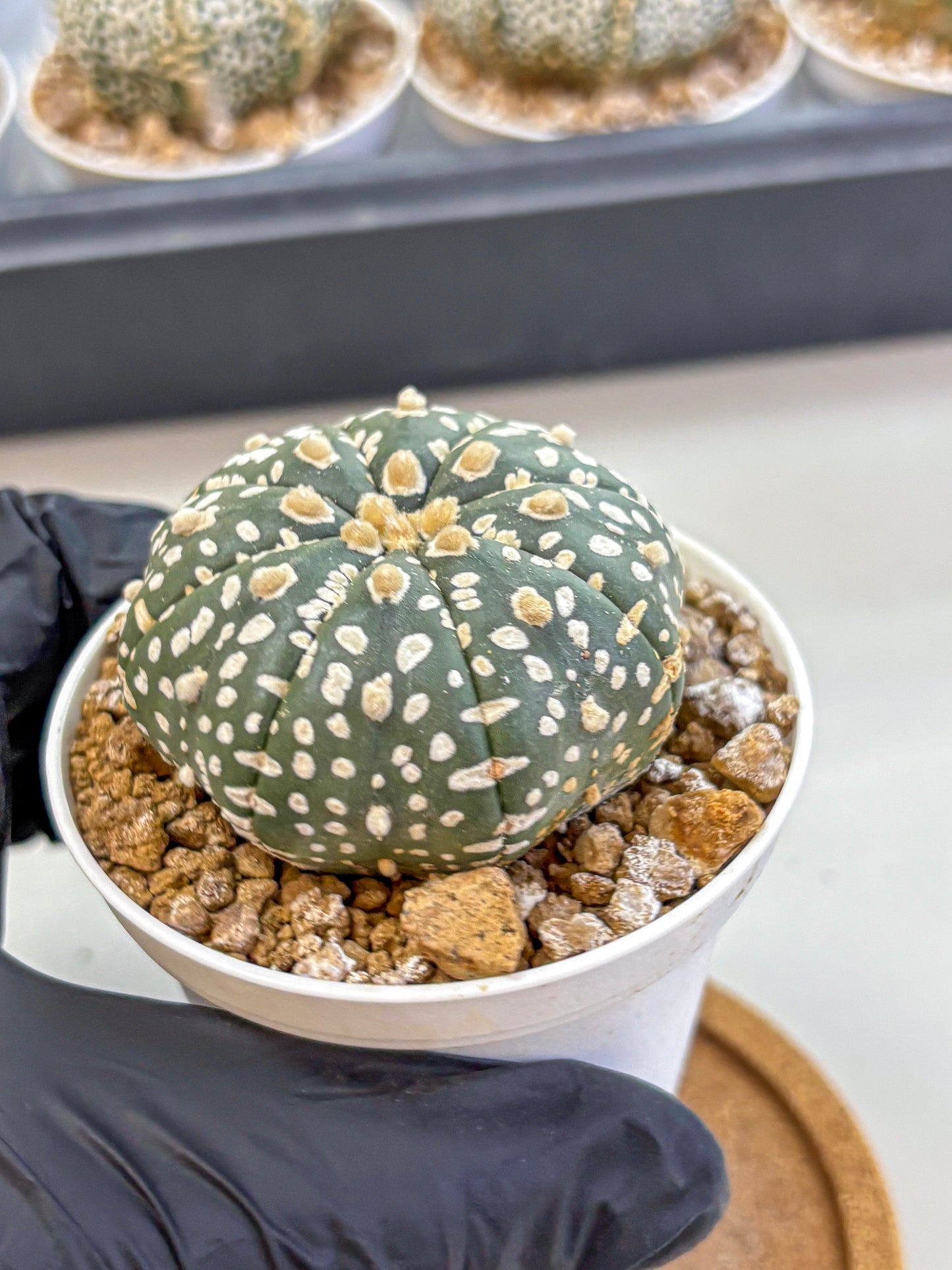 Astrophytum Super Kabuto (at1) (10) | Collection Plant | Rare Cactus