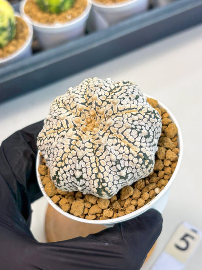 Astrophytum V-Type (at1) (p5) | Imported Cactus