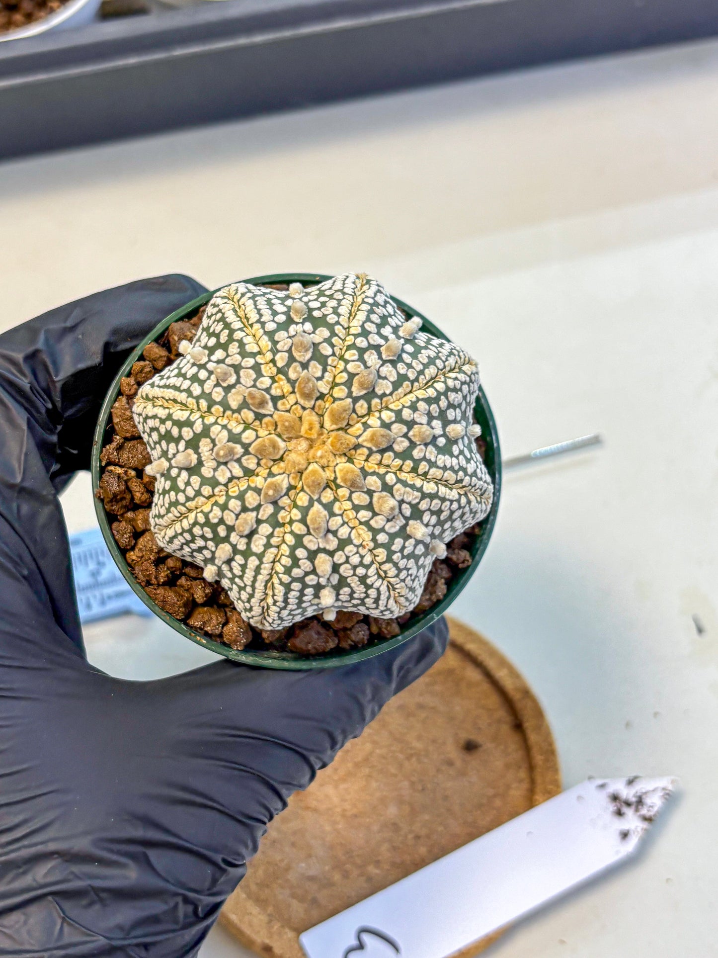 Astrophytum V Type (at5) (03) |  Sea urchin cactus