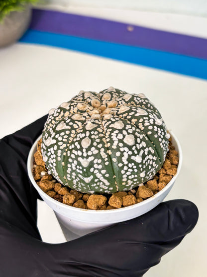 Astrophytum V-Type (at5) (p2) | Rare imported Plant