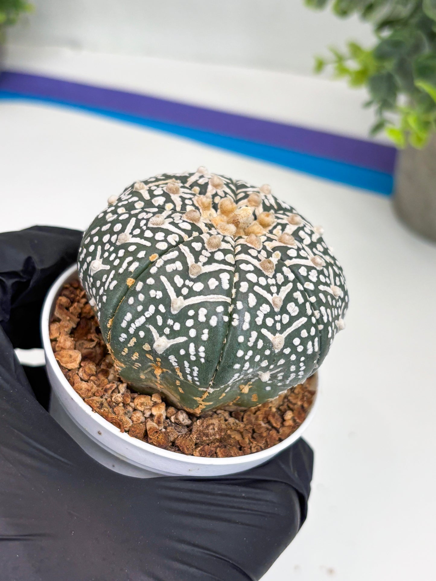 Astrophytum Super Kabuto V Type (T4) (b4) | Las Vegas Seller