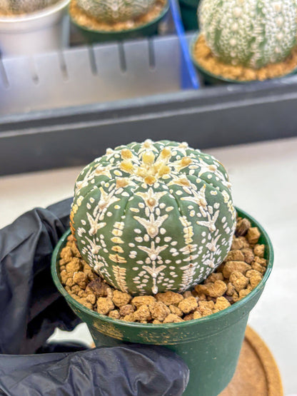 Astrophytum V Type (at2) (03) | Live Plant | Rare Collection