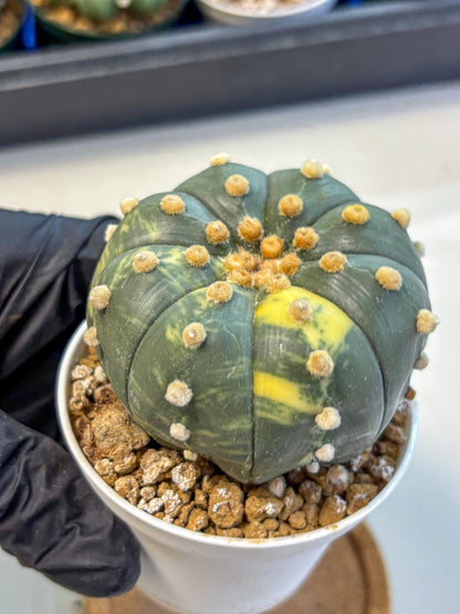 Astrophytum Variegated (at9) (03) | Rare Plant | Live Cactus
