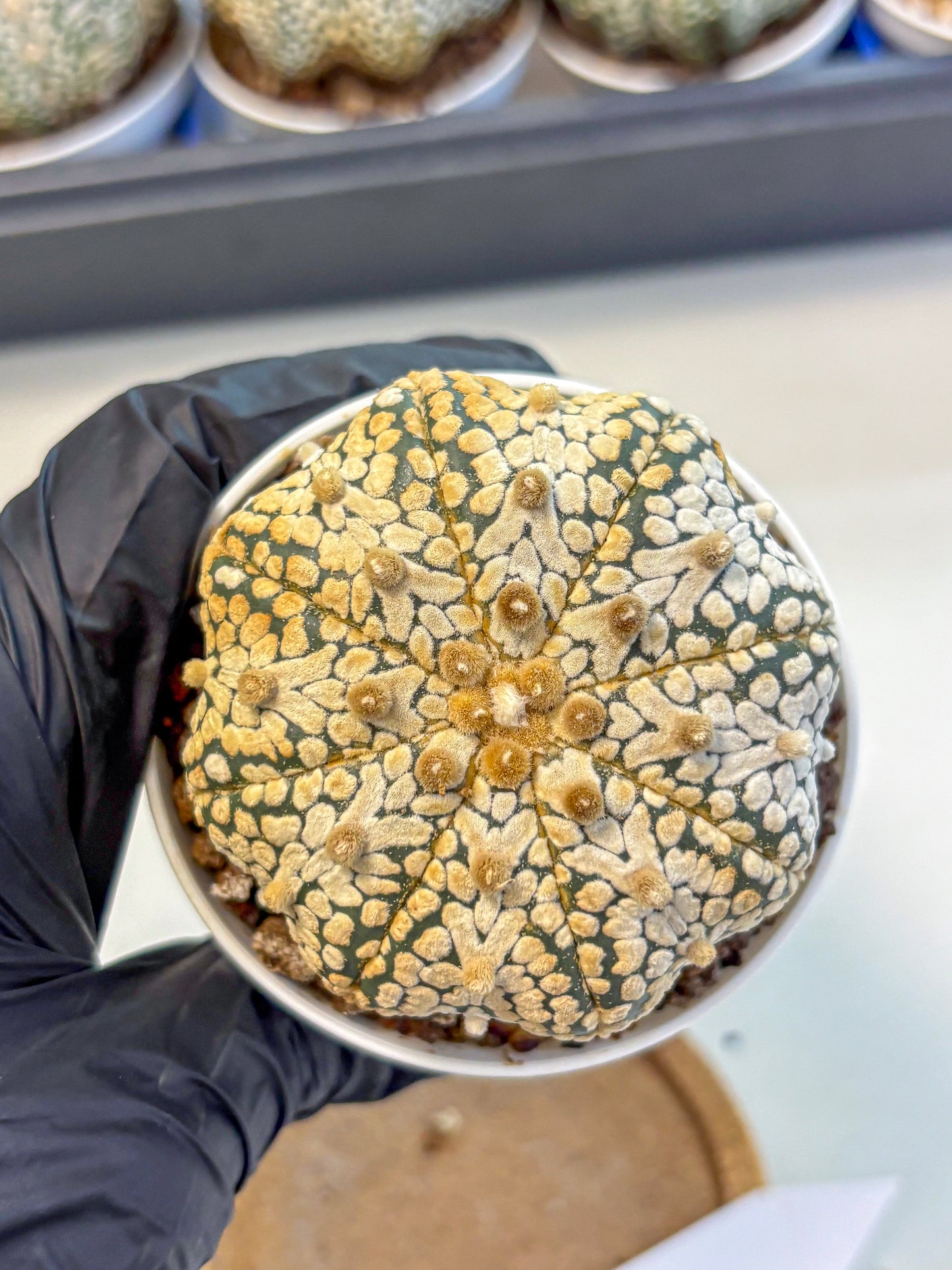 Astrophytum V Type (at4) (10) | Star Cactus