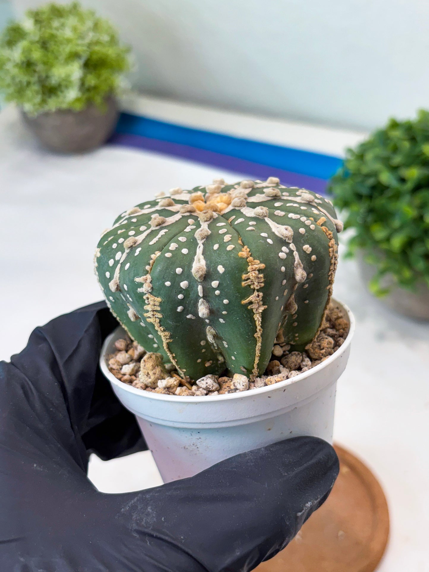 Astrophytum 5-Rib (t10) (p2) | Imported From Japan/korea