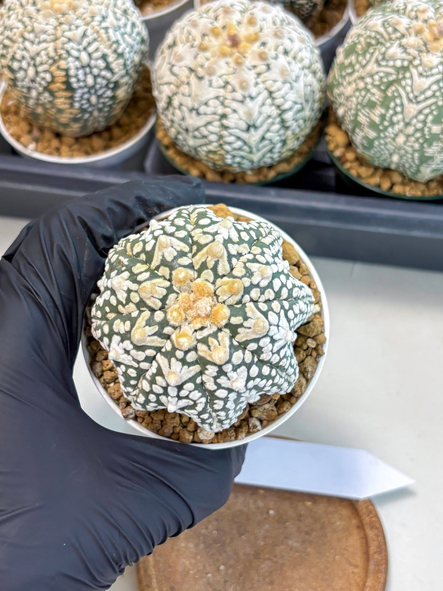 Astrophytum V-Type (at6) (r2) | Rare Star Cactus