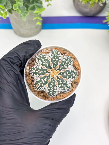 Astrophytum V-type Star Shape (t3) (p7) | 3" Pot