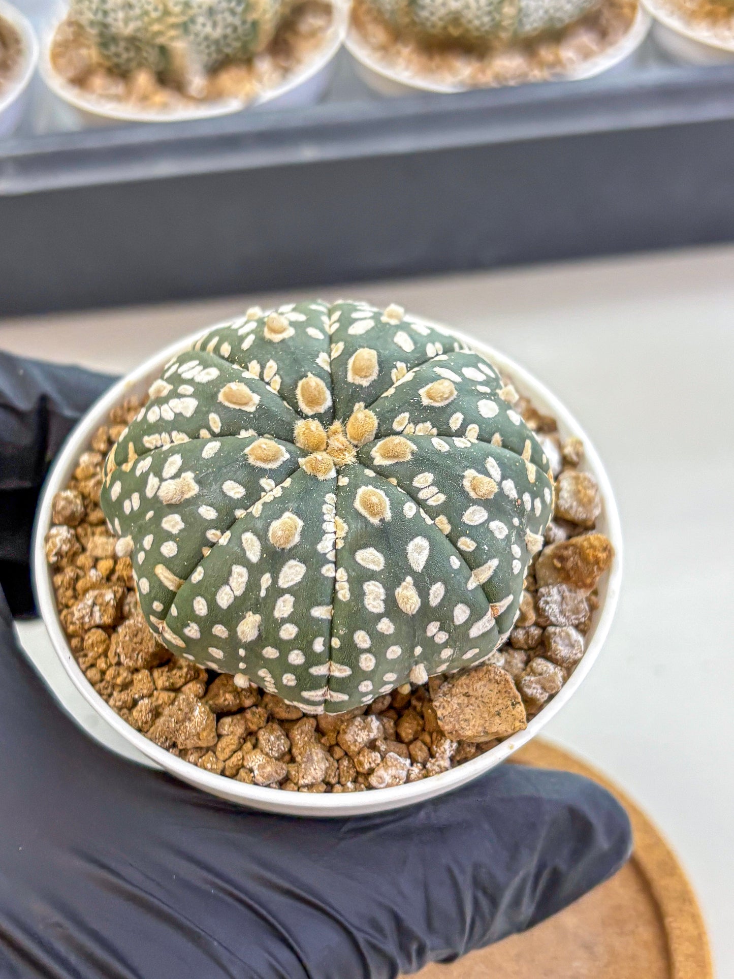 Astrophytum Super Kabuto (at1) (10) | Collection Plant | Rare Cactus