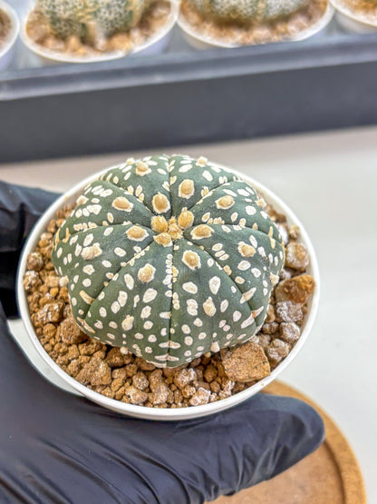 Astrophytum Super Kabuto (at1) (10) | Collection Plant | Rare Cactus