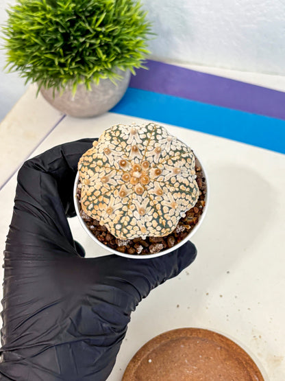 Astrophytum V Type (at4) (10) | Star Cactus