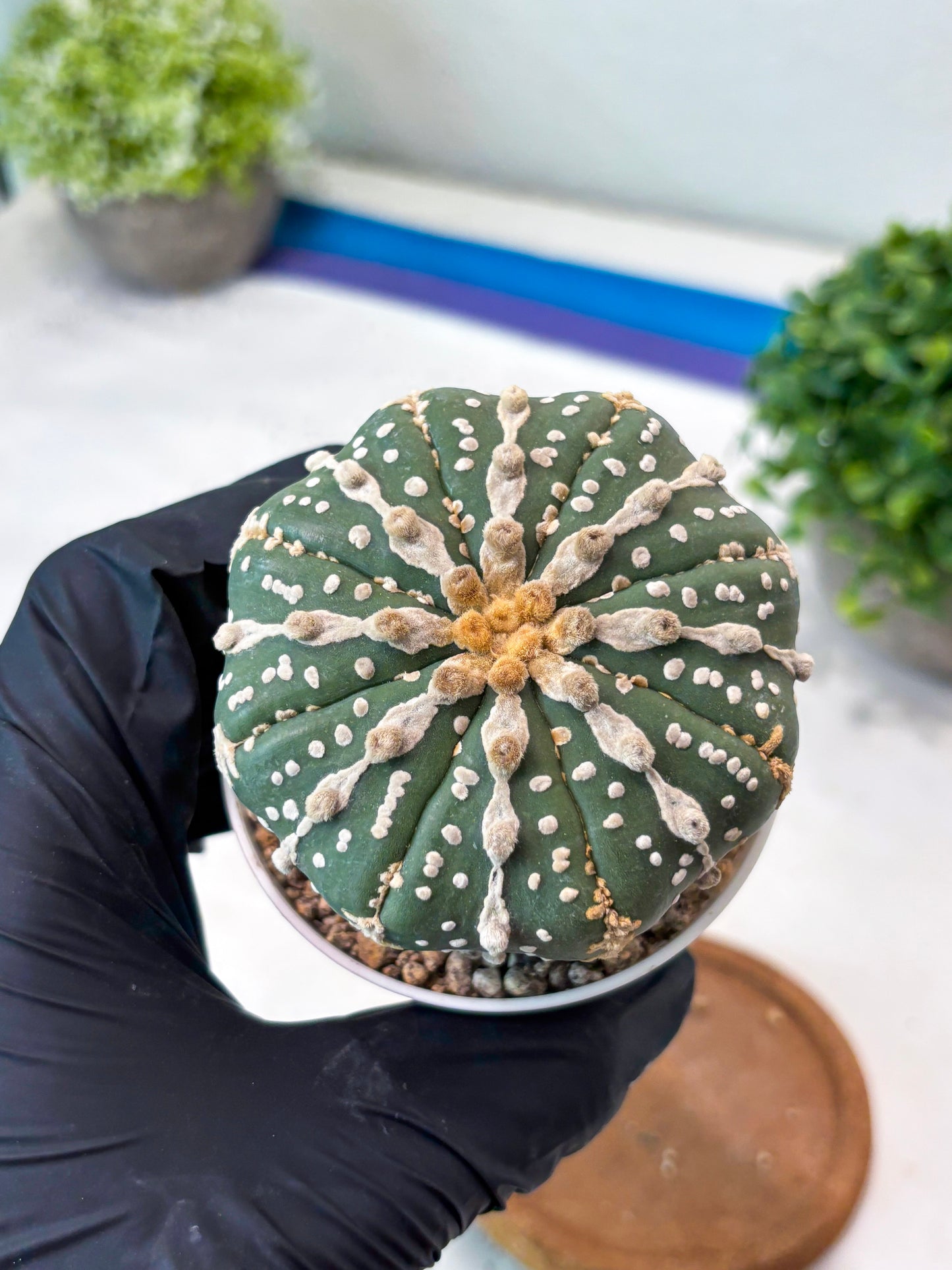 Astrophytum 5-Rib (t10) (p2) | Imported From Japan/korea