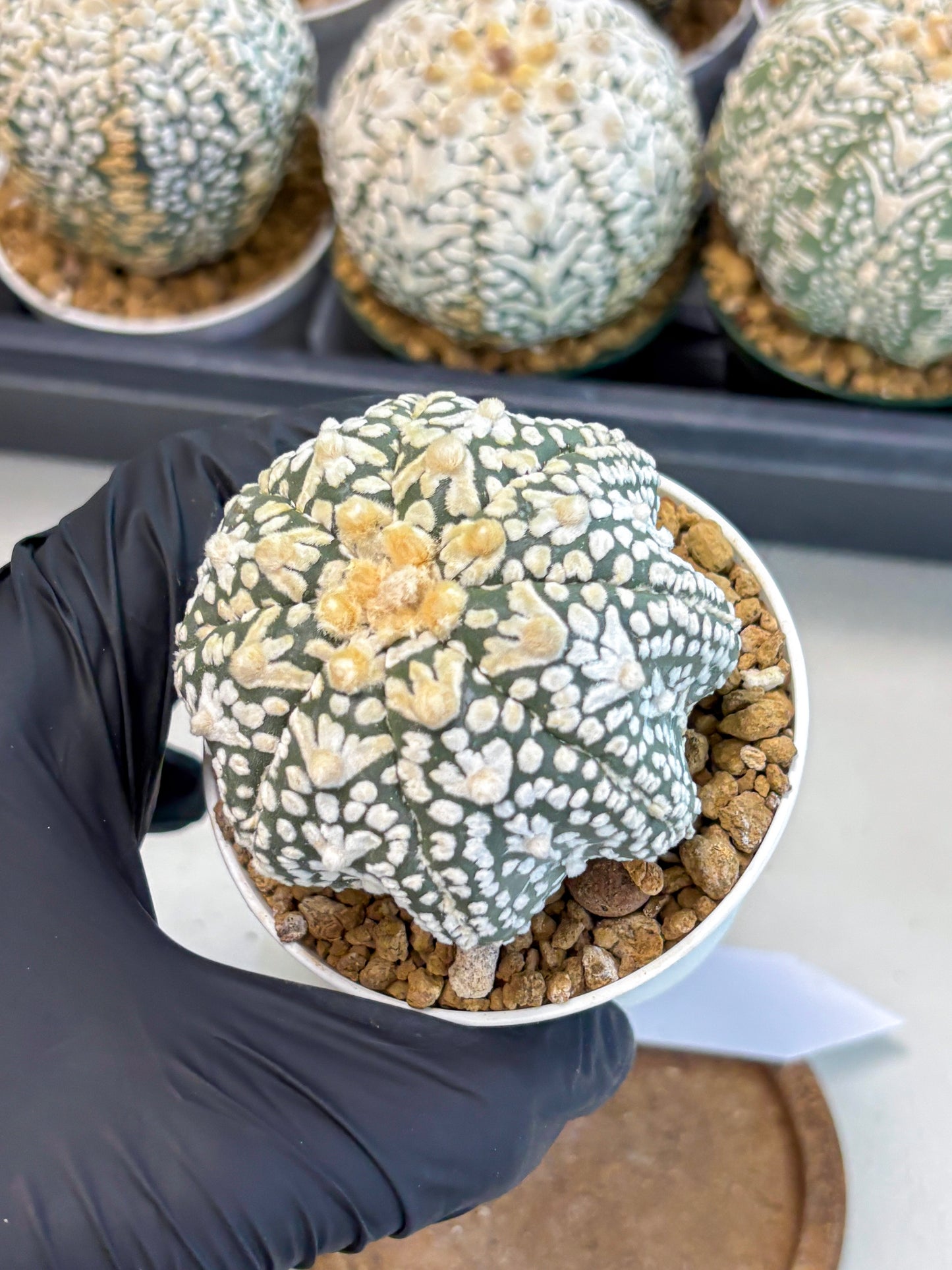 Astrophytum V-Type (at6) (r2) | Rare Star Cactus