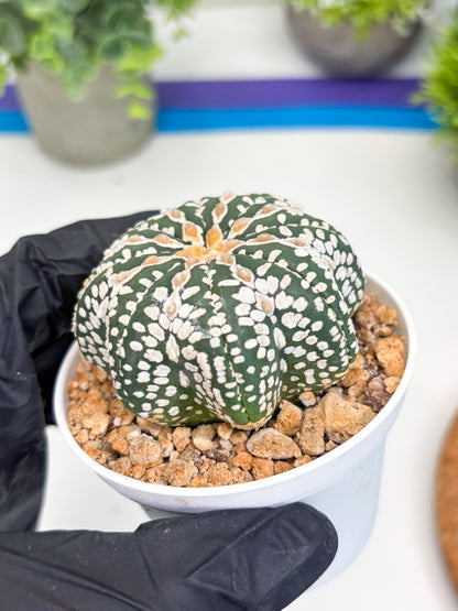 Astrophytum V-type Star Shape (t3) (p7) | 3" Pot