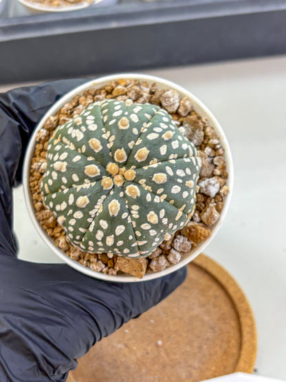 Astrophytum Super Kabuto (at1) (10) | Collection Plant | Rare Cactus