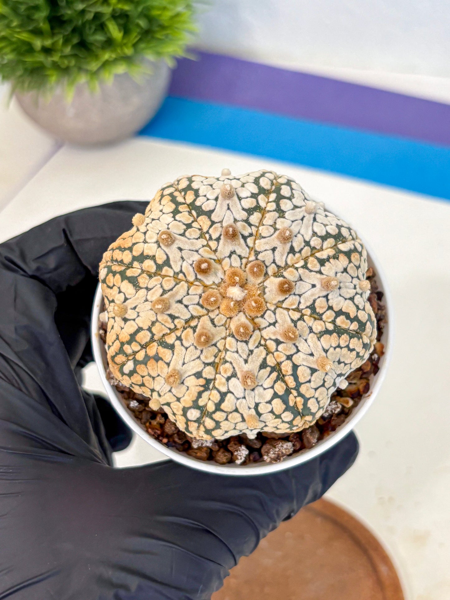 Astrophytum V Type (at4) (10) | Star Cactus