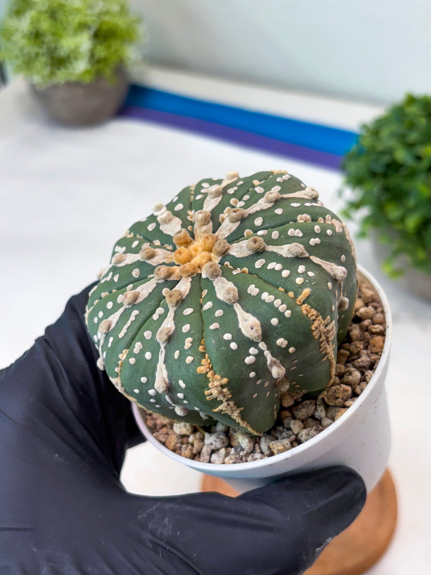 Astrophytum 5-Rib (t10) (p2) | Imported From Japan/korea