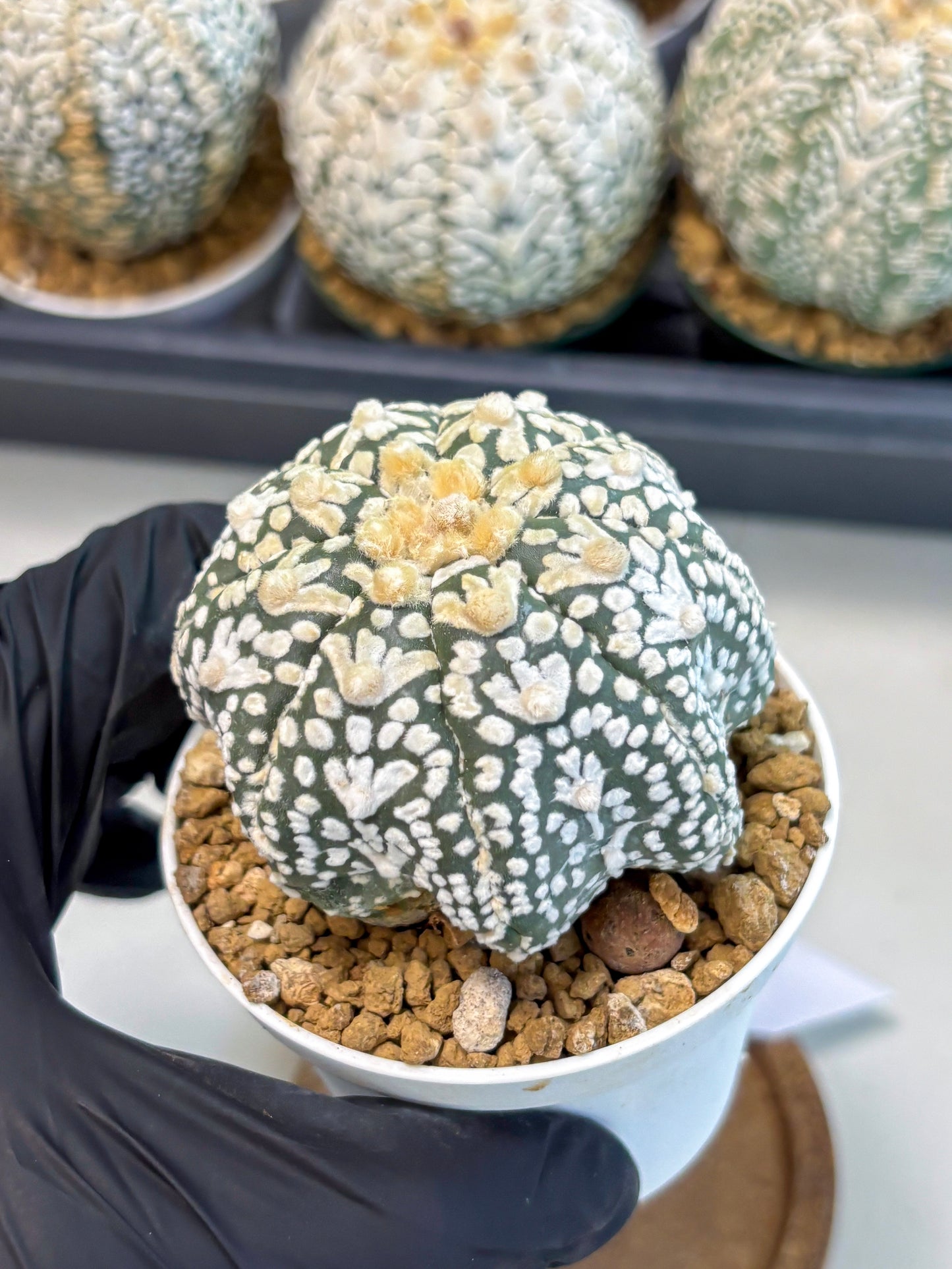 Astrophytum V-Type (at6) (r2) | Rare Star Cactus