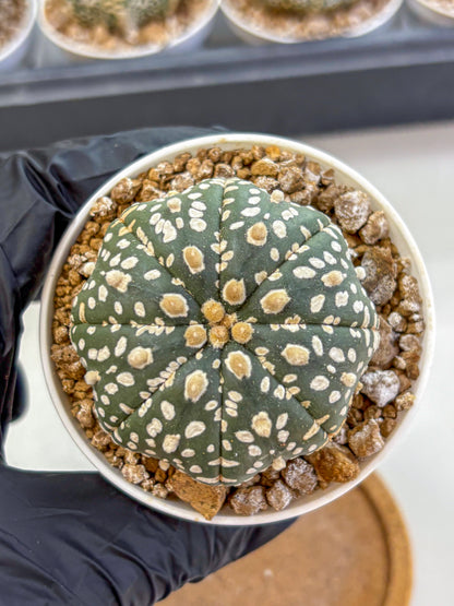 Astrophytum Super Kabuto (at1) (10) | Collection Plant | Rare Cactus