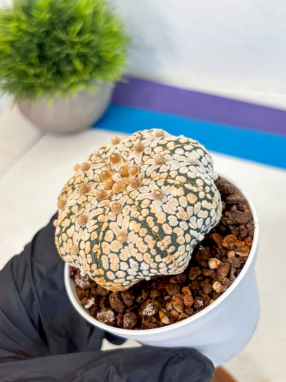 Astrophytum V Type (at4) (10) | Star Cactus