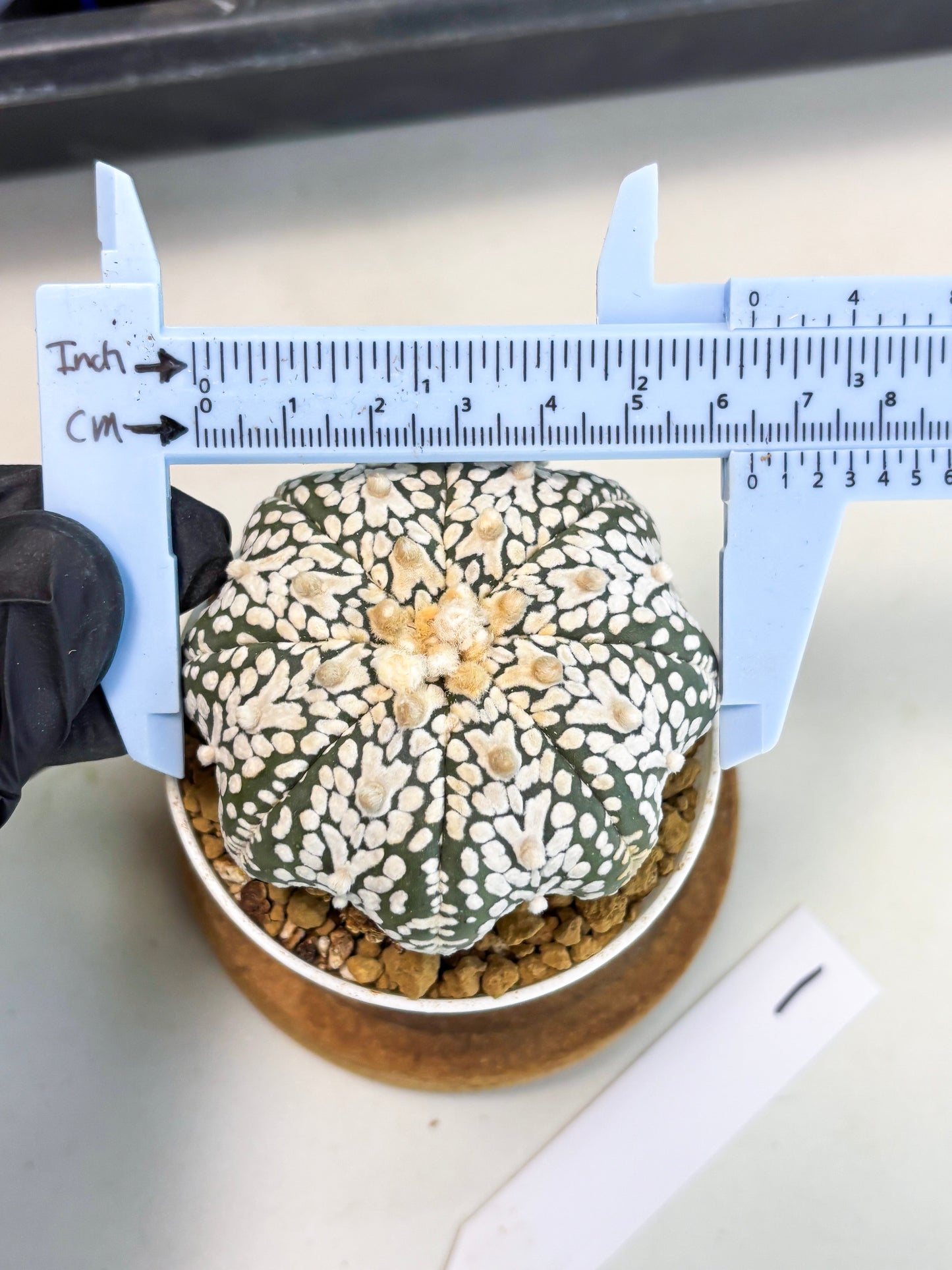 Astrophytum Star Shape (at3) (r1) | Rare Cactus