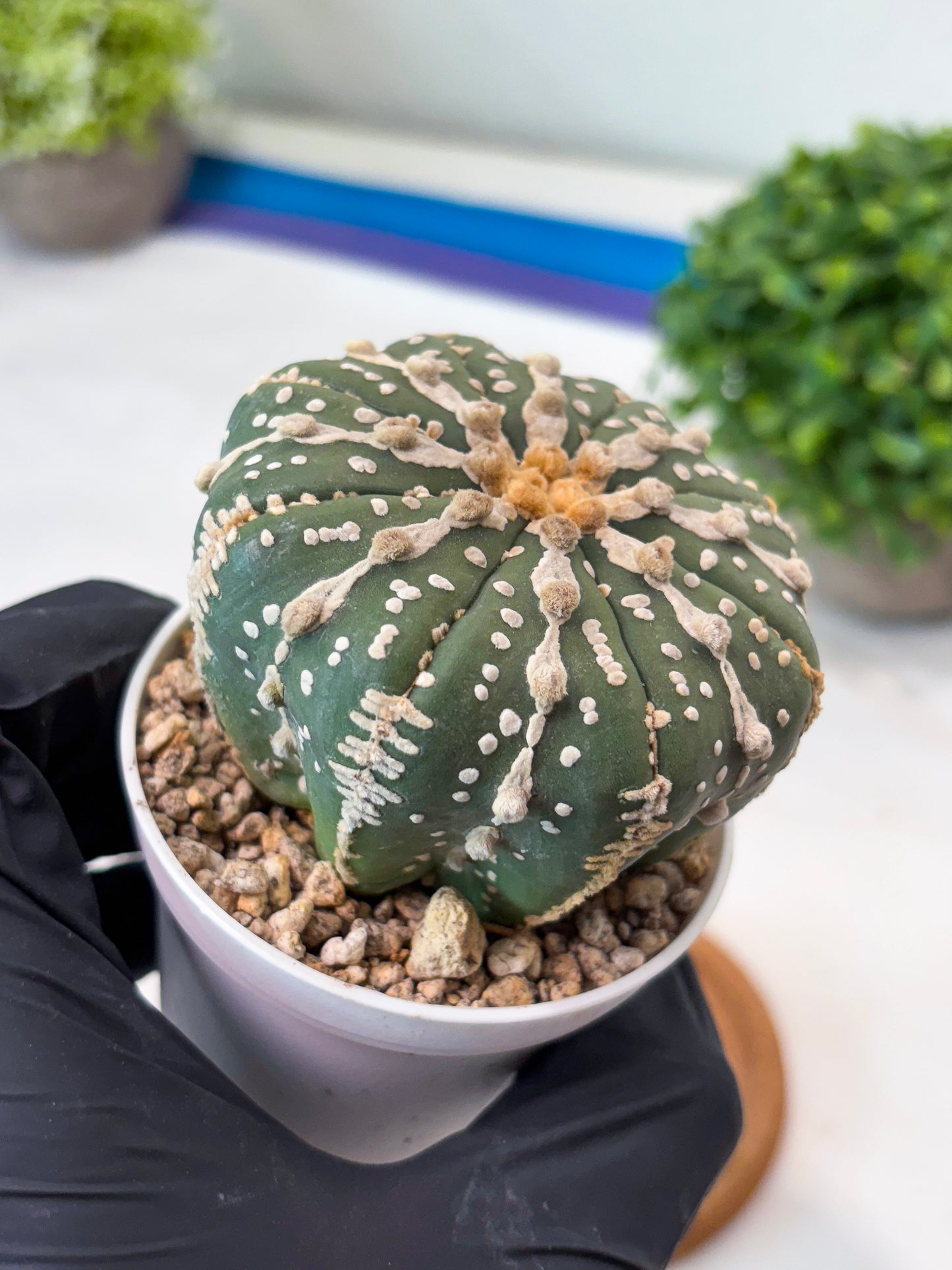 Astrophytum 5-Rib (t10) (p2) | Imported From Japan/korea