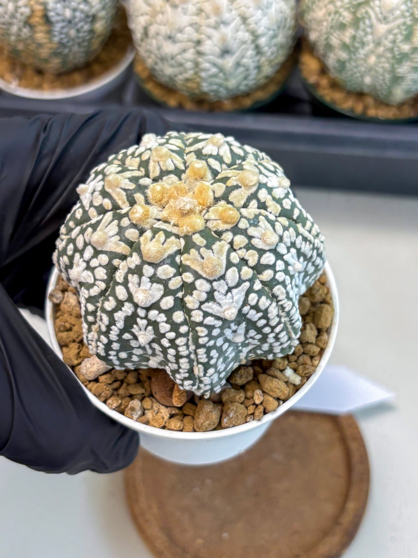 Astrophytum V-Type (at6) (r2) | Rare Star Cactus