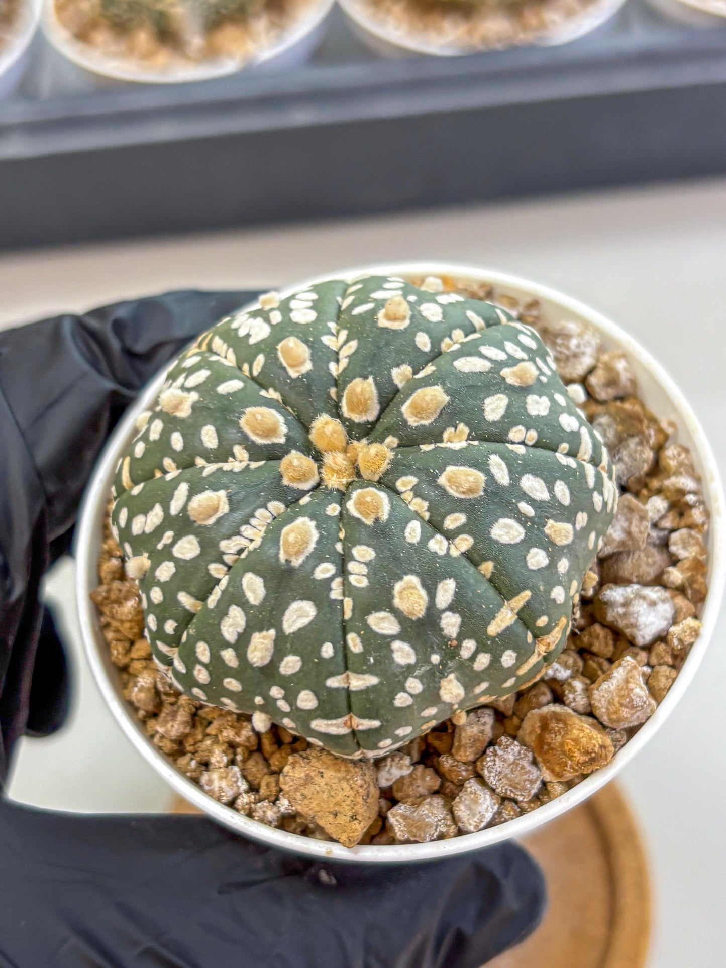 Astrophytum Super Kabuto (at1) (10) | Collection Plant | Rare Cactus