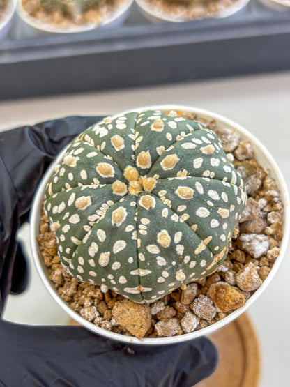 Astrophytum Super Kabuto (at1) (10) | Collection Plant | Rare Cactus