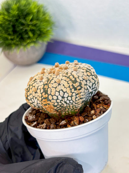 Astrophytum V Type (at4) (10) | Star Cactus