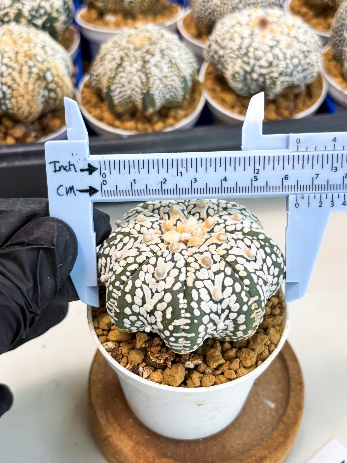 Astrophytum Star Shape (at3) (r1) | Rare Cactus